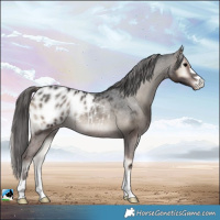 Horse Color:Blue Onyx Blanket Rabicano