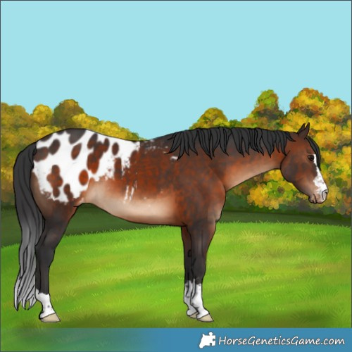 Horse Color:Brown Appaloosa
