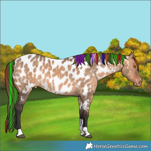 Horse Color:Painted Bay Dun Tobiano Appaloosa Rabicano