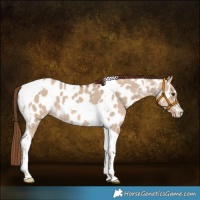 Horse Color:Red Dun Tobiano Near Leopard 