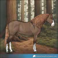 Horse Color:Liver Red Dun Rabicano 