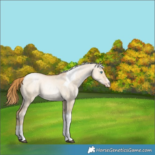Horse Color:Buckskin Pearl Dun Tobiano Appaloosa Rabicano 