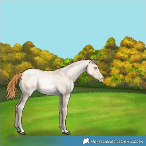Horse Color:White Spotted Buckskin Pearl Dun Rabicano