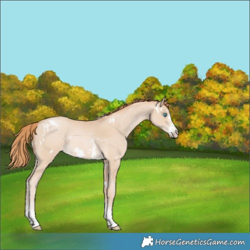 Horse Color:White Spotted Buckskin Pearl Sabino Rabicano