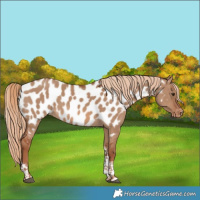 Horse Color:Red Dun Tobiano Appaloosa 