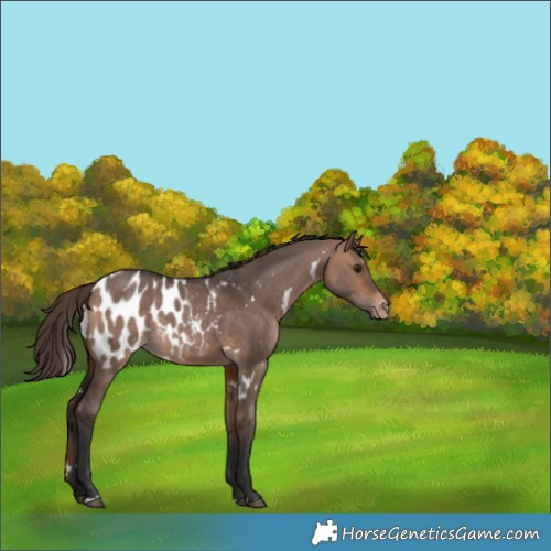Horse Color:White Spotted Bay Dun Appaloosa Rabicano 