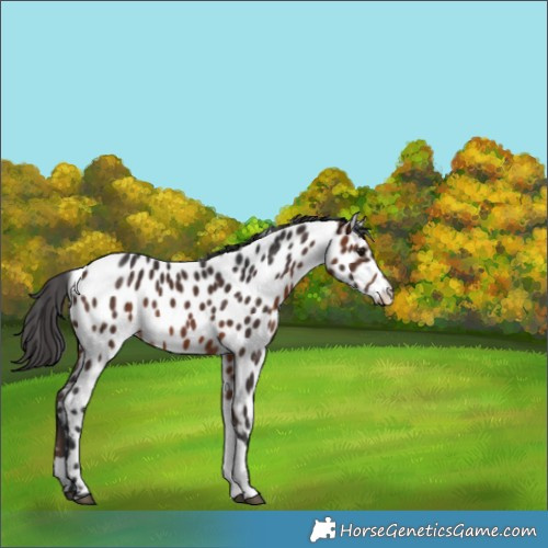 Horse Color:Brown Tobiano Appaloosa Rabicano 
