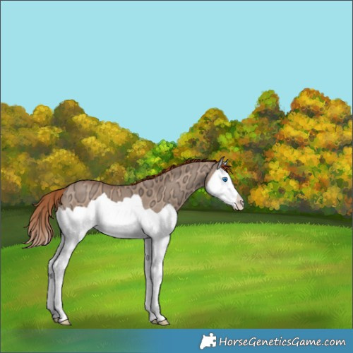 Horse Color:Red Dun Ice Splash 