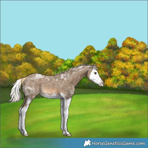 Horse Color:Chocolate Palomino Ice Sabino Splash Rabicano 