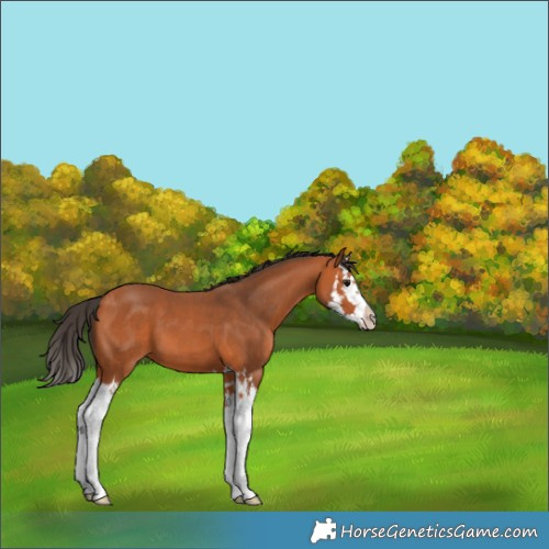 Horse Color:Bay Splash 