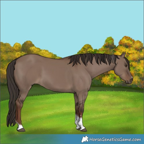 Horse Color:Liver Red Dun Tobiano 