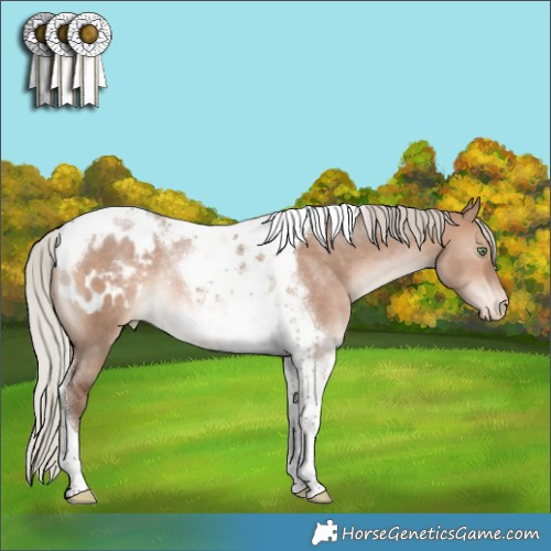 Horse Color:Silver Bay Dun Tobiano Appaloosa Rabicano 