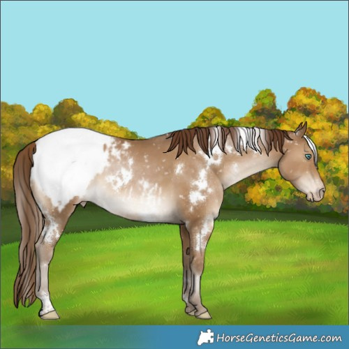 Horse Color:Gray White Spotted Smoky Black Pearl Appaloosa Rabicano