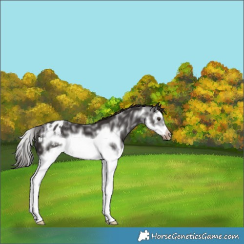 Horse Color:Liver Chestnut Sabino Splash Frame Appaloosa 