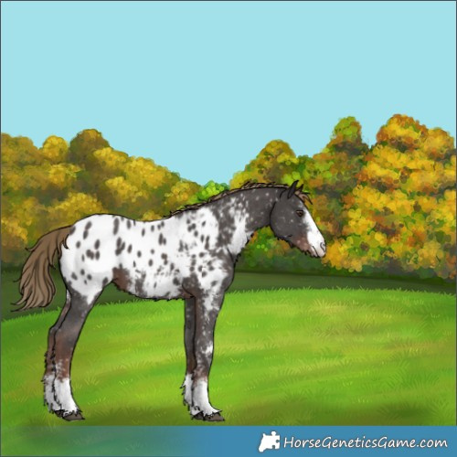 Horse Color:Liver Chestnut Sabino Appaloosa 
