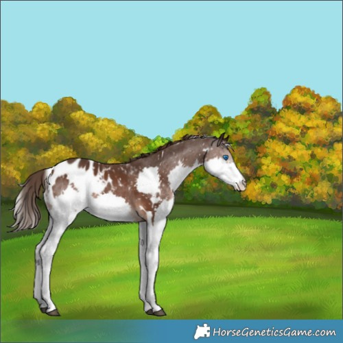 Horse Color:White Spotted Liver Chestnut Splash Appaloosa 
