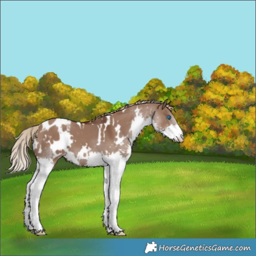 Horse Color:White Spotted Liver Red Dun Splash Blanket 