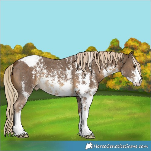 Horse Color:Chocolate Palomino Sabino Appaloosa 
