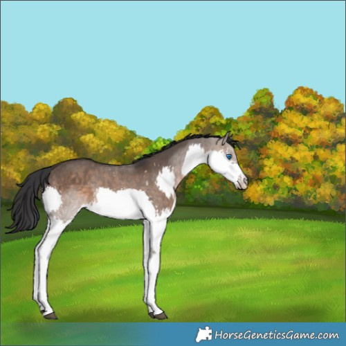 Horse Color:Brown Dun Splash 