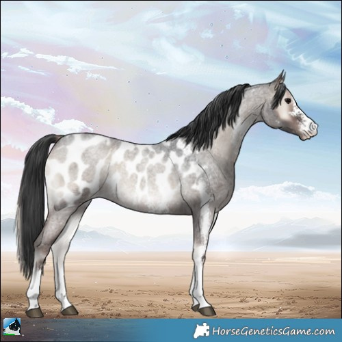 Horse Color:Blue Onyx Roan Sabino Appaloosa Rabicano 