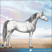 Horse Color:Blue Onyx Roan Sabino Near Leopard Rabicano