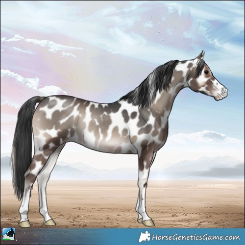 Horse Color:Blue Onyx Appaloosa Rabicano 