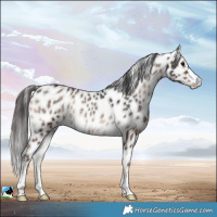 Horse Color:Blue Onyx Appaloosa Rabicano 