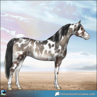Horse Color:Blue Onyx Appaloosa Rabicano 