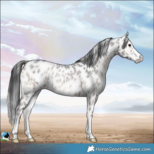 Horse Color:Blue Onyx Roan Sabino Appaloosa Rabicano 
