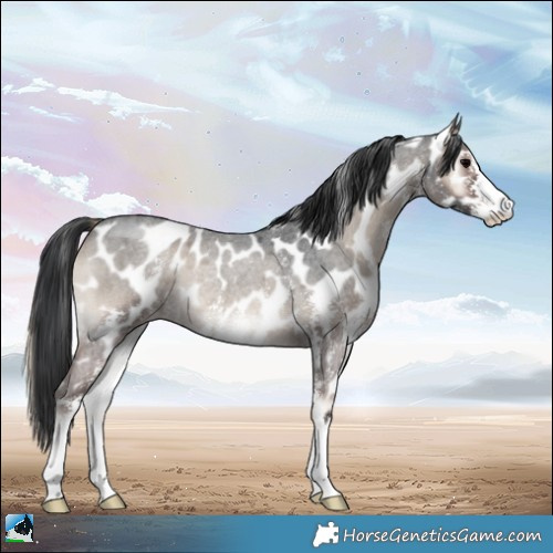 Horse Color:Blue Onyx Roan Sabino Appaloosa Rabicano 