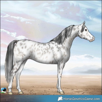 Horse Color:Blue Onyx Roan Sabino Leopard Rabicano