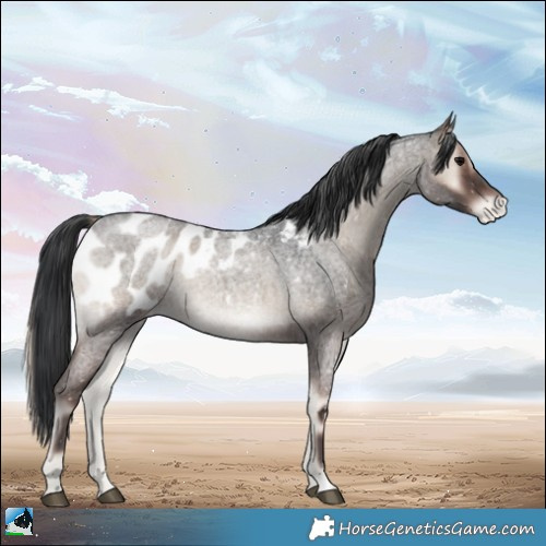 Horse Color:Blue Onyx Roan Appaloosa Rabicano 