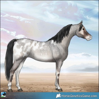 Horse Color:Blue Onyx Roan Appaloosa Rabicano 