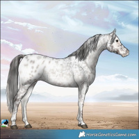 Horse Color:Blue Onyx Roan Appaloosa Rabicano 