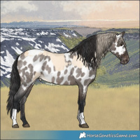 Horse Color:Buckskin Appaloosa  and Brown Roan Dun Appaloosa 