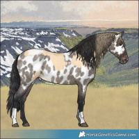 Horse Color:Buckskin Appaloosa  and Brown Roan Dun Appaloosa 