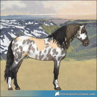 Horse Color:Buckskin Appaloosa  and Brown Roan Dun Appaloosa 