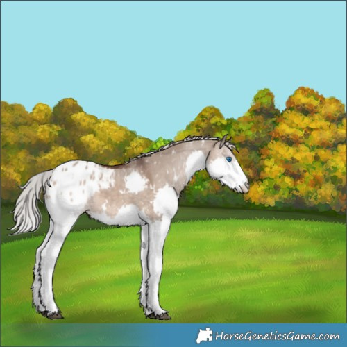 Horse Color:White Spotted Silver Brown Dun Splash Appaloosa 