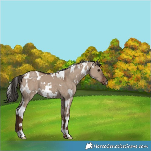 Horse Color:White Spotted Liver Red Dun 