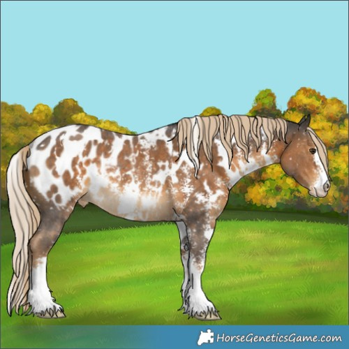 Horse Color:White Spotted Chocolate Palomino Sabino Blanket Rabicano