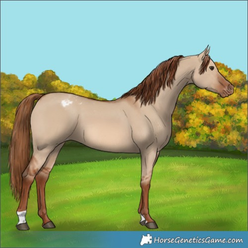 Horse Color:Red Dun Varnish 