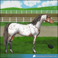 Horse Color:White Spotted Bay Appaloosa 