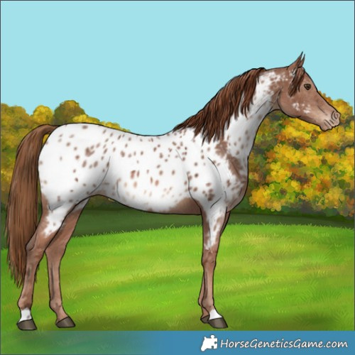 Horse Color:Chestnut Ice Near Leopard Rabicano 