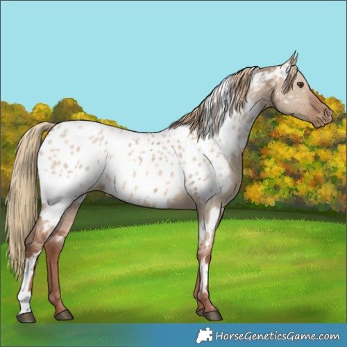 Horse Color:White Spotted Red Dun Ice Near Leopard Rabicano 