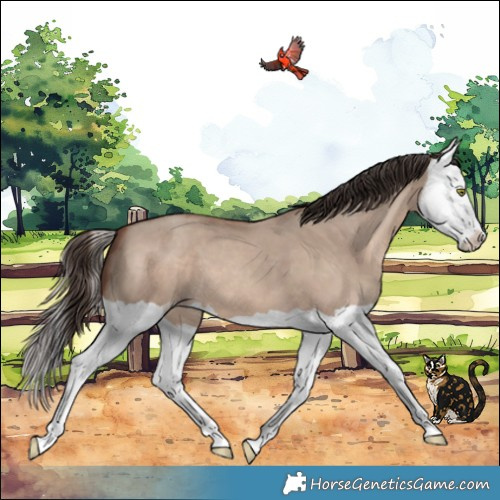 Horse Color:Sable Champagne Dun Splash 