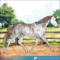 Horse Color:Gray Chestnut Sabino Splash 