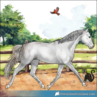 Horse Color:Gray Chestnut Sabino Splash 