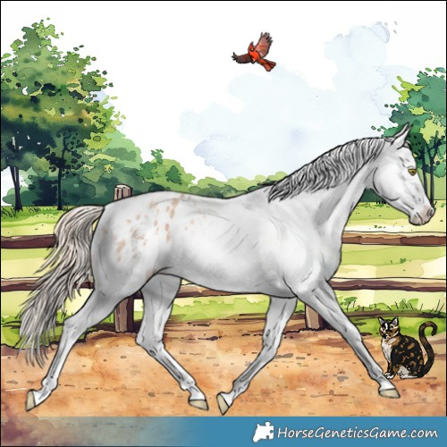 Horse Color:Gold Champagne Sabino Appaloosa 