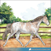 Horse Color:Gold Champagne Sabino Appaloosa