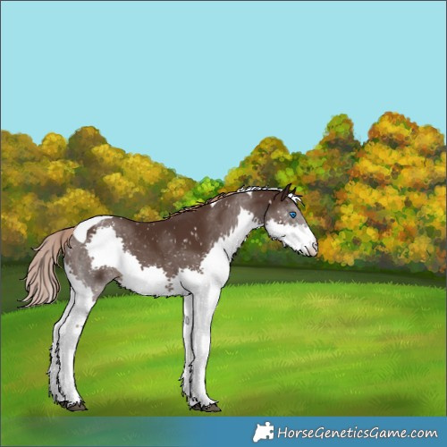 Horse Color:Liver Chestnut Splash Tobiano Appaloosa 